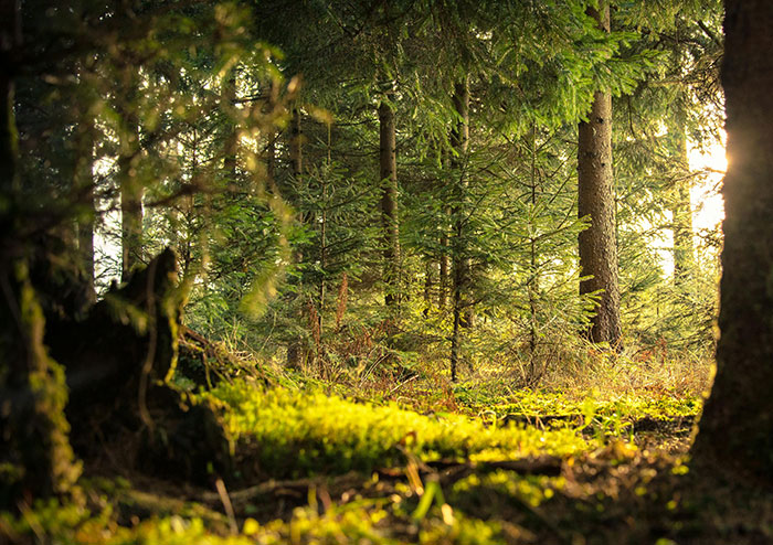Dense forest with sunlight filtering through trees, setting a tense scene for mutant deer and fears of an animal outbreak. Dense forest with sunlight filtering through trees, setting a tense scene for mutant deer and fears of an animal outbreak.