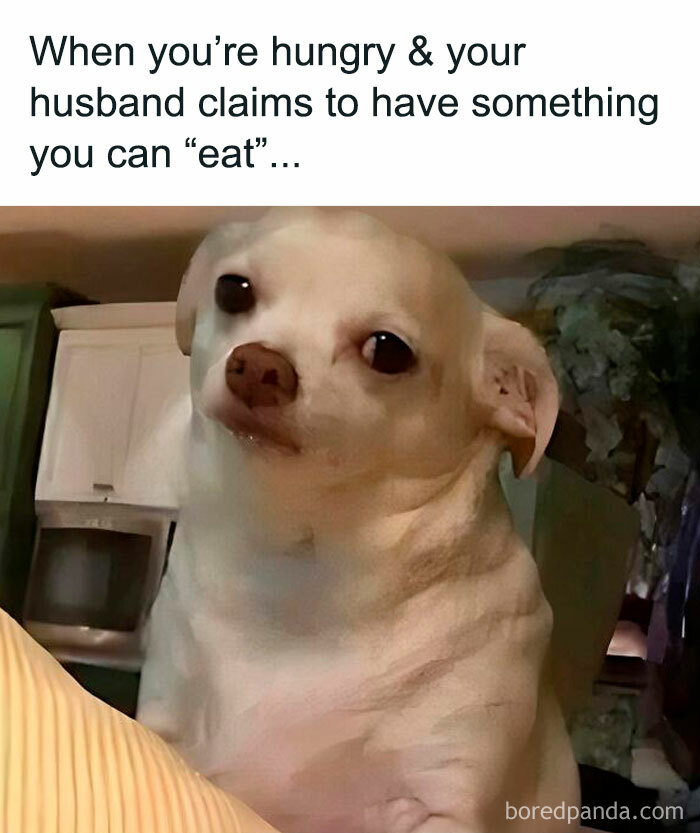 A skeptical dog with a side glance, captioned about hunger and a husband claiming to have food, capturing cool mom humor.