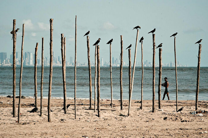 Candid everyday moment of a person walking on an Asian beach near wooden poles with birds perched on them.