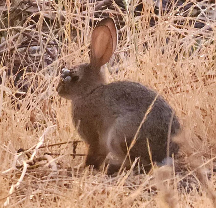 A wild animal with unusual flesh bubbles on its face, raising concerns about mutant deer and animal outbreaks in the US. A wild animal with unusual flesh bubbles on its face, raising concerns about mutant deer and animal outbreaks in the US.