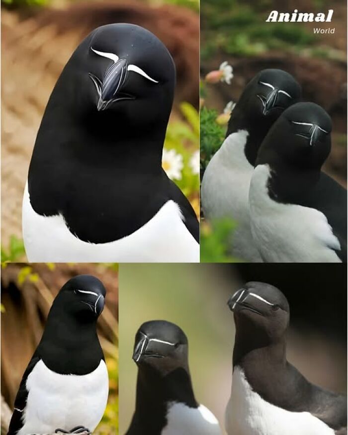 Unique and cute creatures with distinctive black and white markings showcasing the beauty of nature's surprising wildlife.