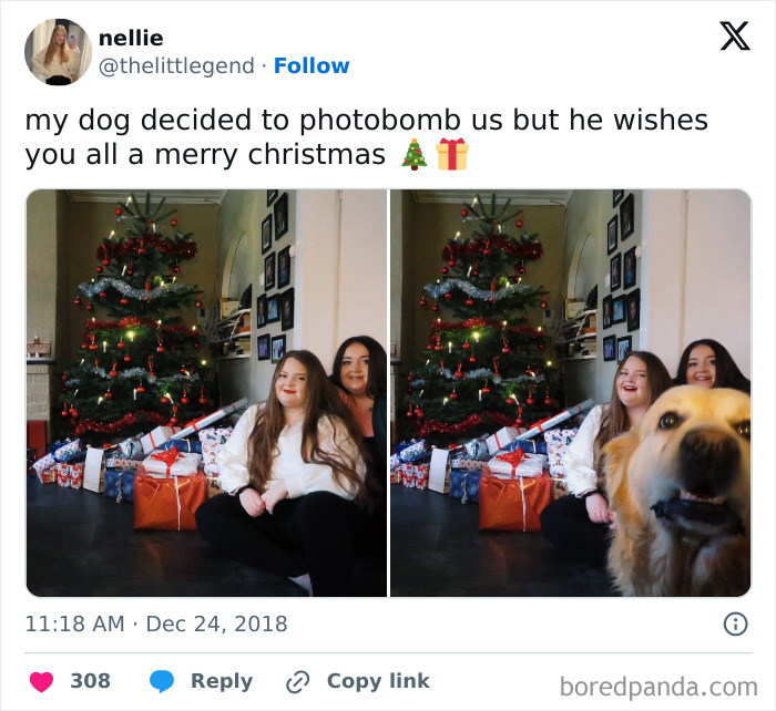 Two women sit smiling by a Christmas tree with gifts while a dog photobombs, highlighting funny times pets crashed photos.