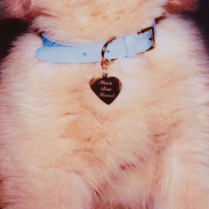 Close-up of a fluffy dog wearing a light blue collar with a heart-shaped tag engraved with Man's Best Friend. Close-up of a fluffy dog wearing a light blue collar with a heart-shaped tag engraved with Man's Best Friend.