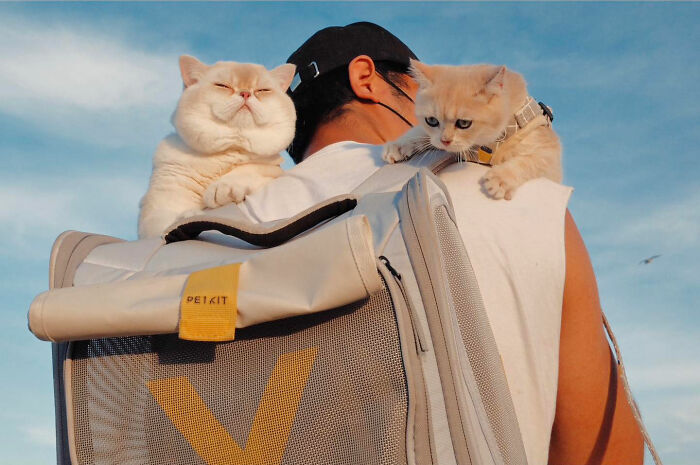 Man carrying two cats on his shoulders outdoors in a candid everyday moment from Asia captured by photographer Gil Kreslavsky