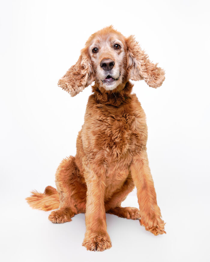 Rescue Dog #15 | Piper