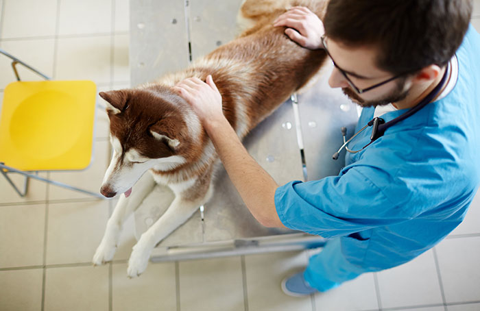 Veterinarian in blue scrubs examining a husky dog on a metal table in a clinical setting. Veterinarian in blue scrubs examining a husky dog on a metal table in a clinical setting.