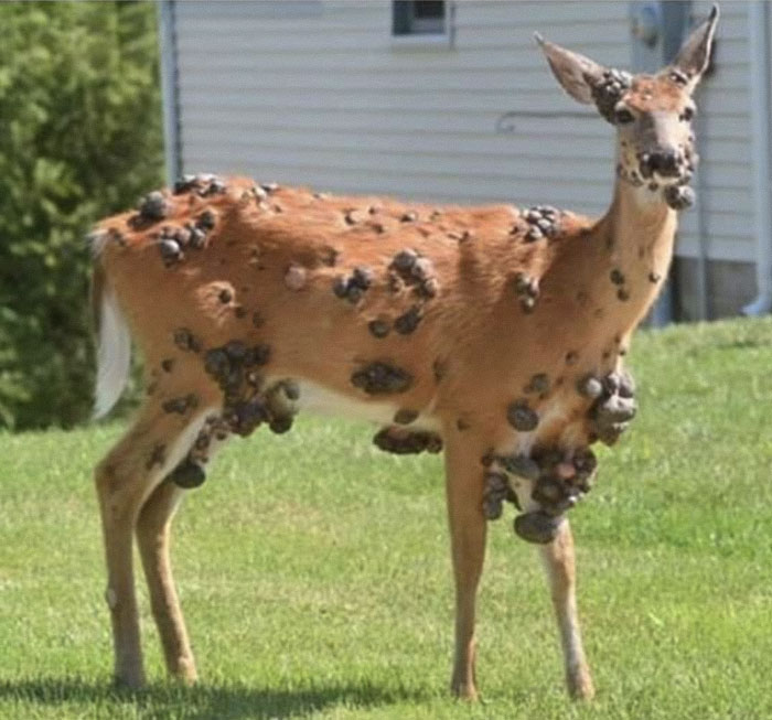 Deer covered in large flesh bubbles and tumors standing on grass near a residential building, raising animal outbreak concerns. Deer covered in large flesh bubbles and tumors standing on grass near a residential building, raising animal outbreak concerns.