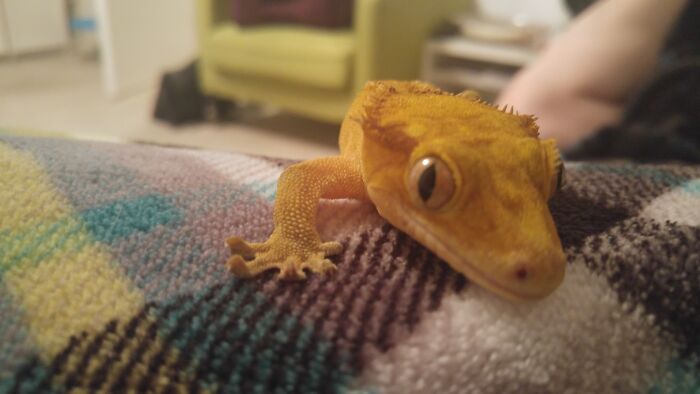 How I Came To Know Crested Geckos, And How Paul Changed My Life
