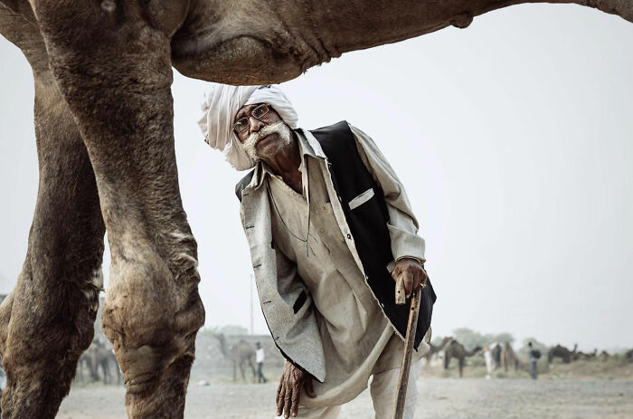 Elderly man with turban leaning and looking under a camel in a candid everyday moment from Asia.