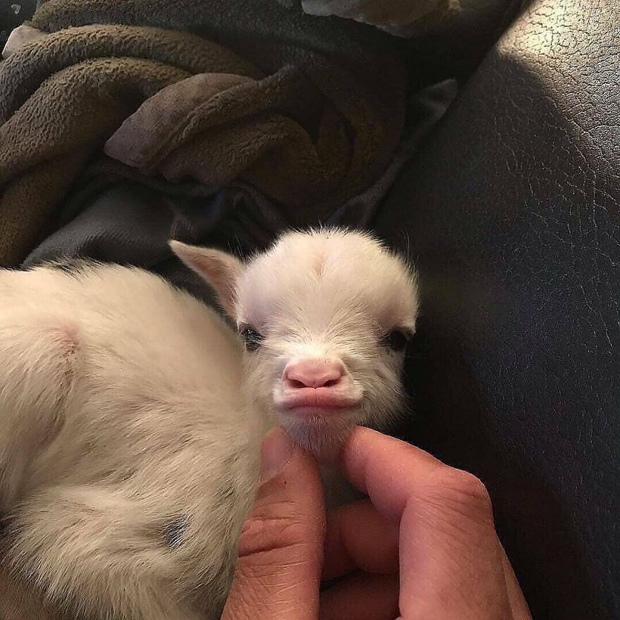 Close-up of an adorable baby goat being gently touched, showcasing beautiful animals that might brighten up your day.