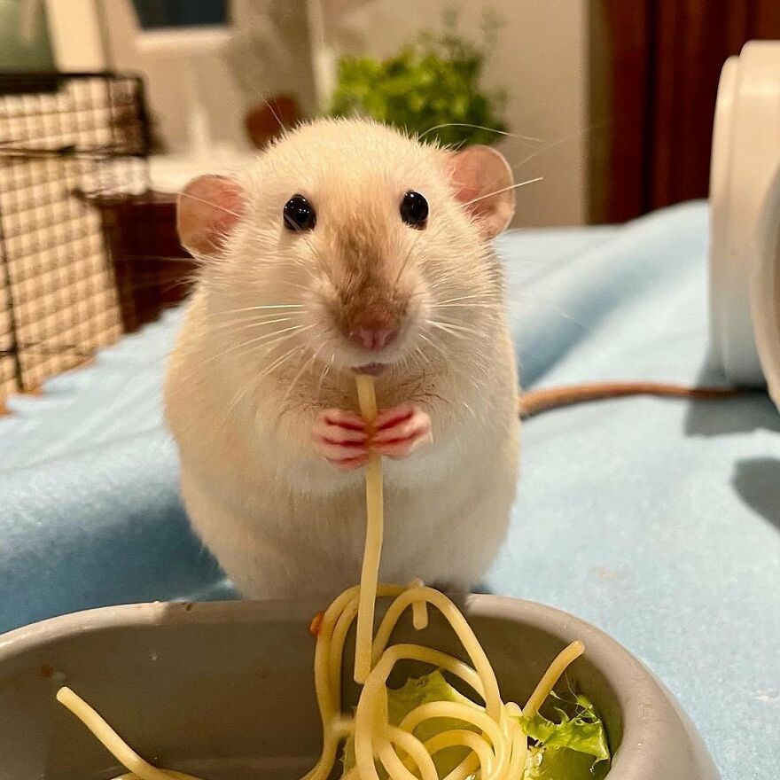 Small adorable animal eating spaghetti from a bowl on a soft surface, showcasing beautiful animals up close.