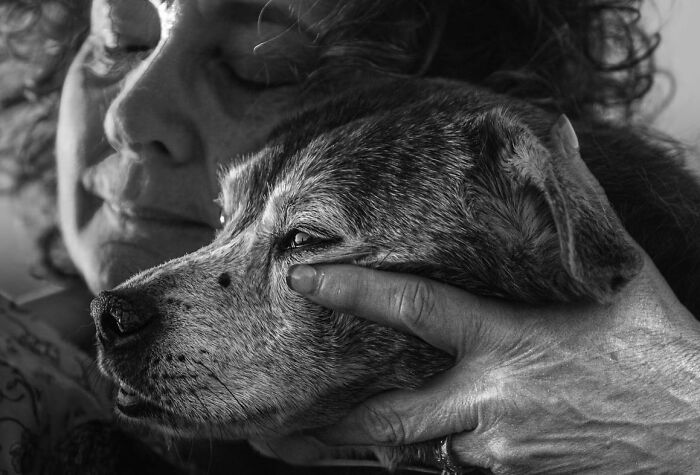 Elderly couple sharing a tender moment with their dogs, capturing final moments between pets and their humans.