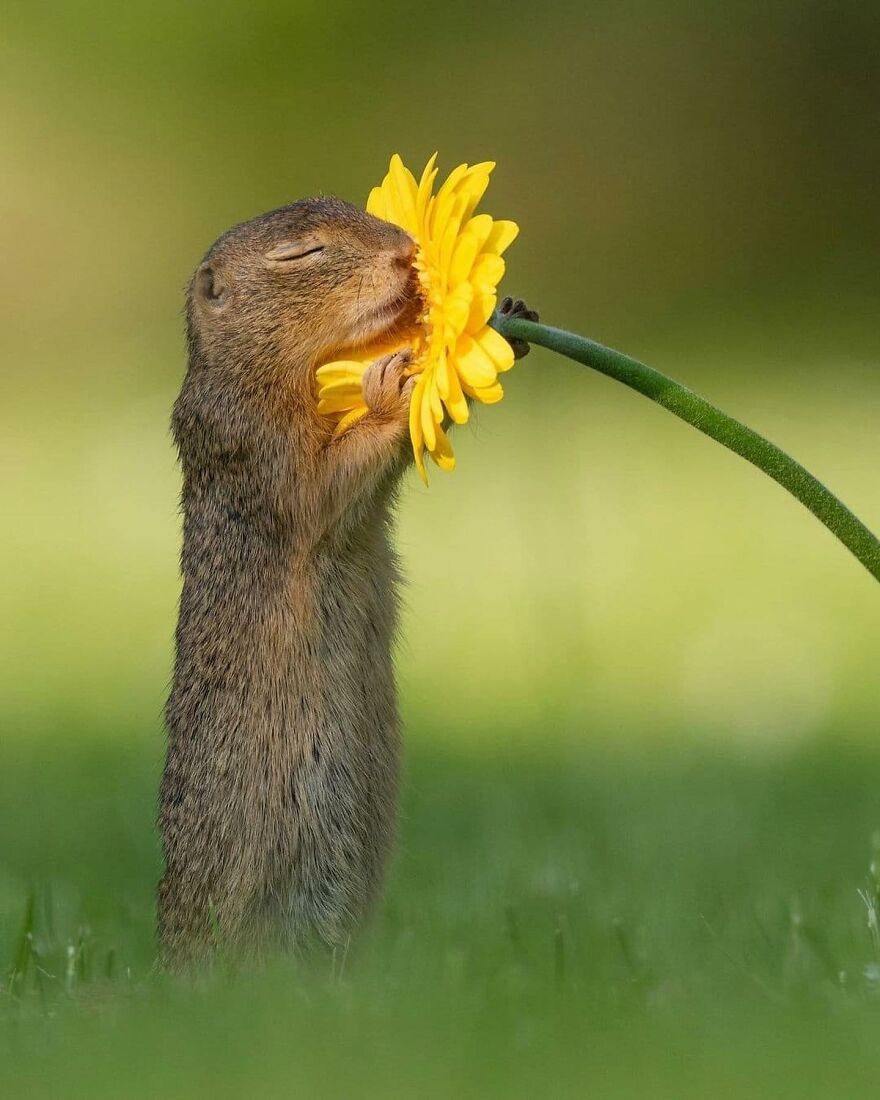 Adorable animal gently holding and smelling a bright yellow flower in a green natural setting.