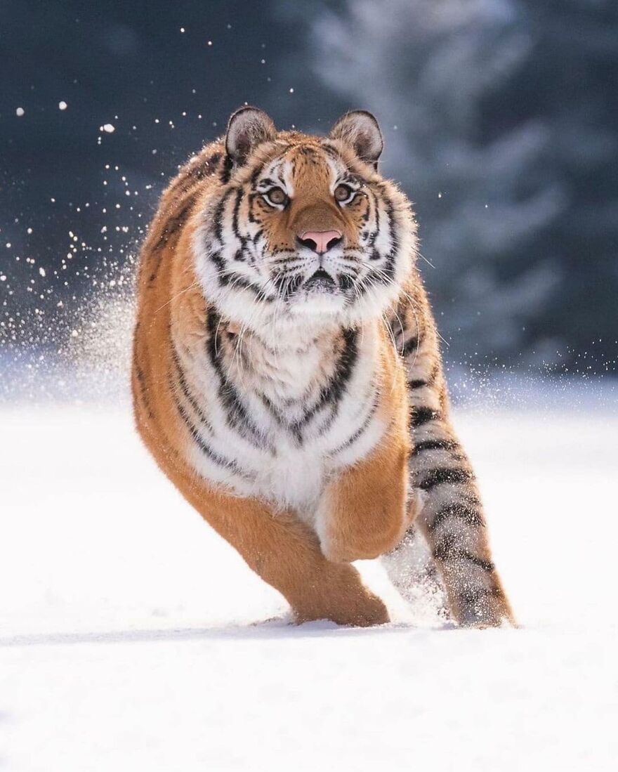 Tiger running through snow with intense focus, showcasing one of the most beautiful and adorable animals in nature.