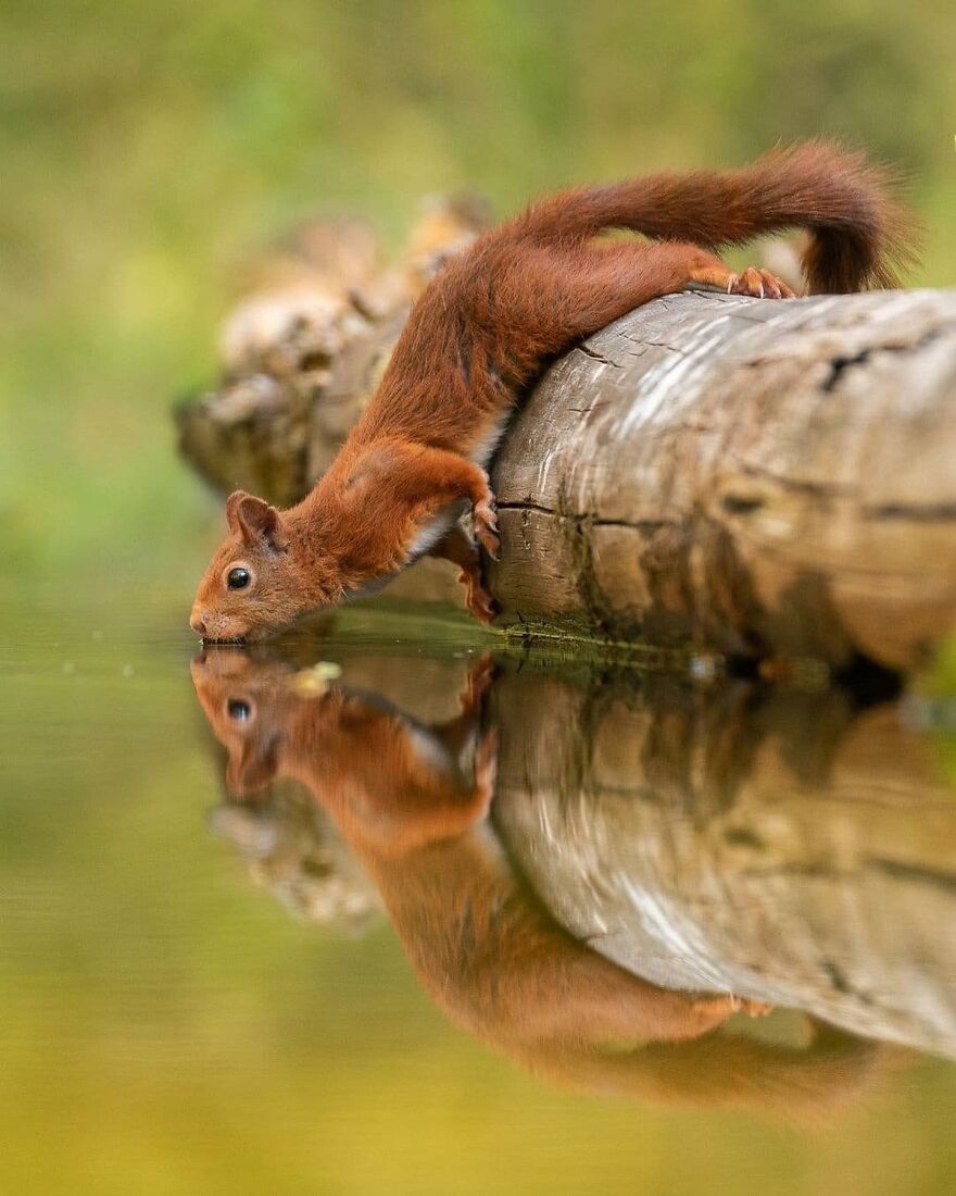 A red squirrel drinking water from a log reflecting in the calm pond, showcasing adorable and beautiful animals.