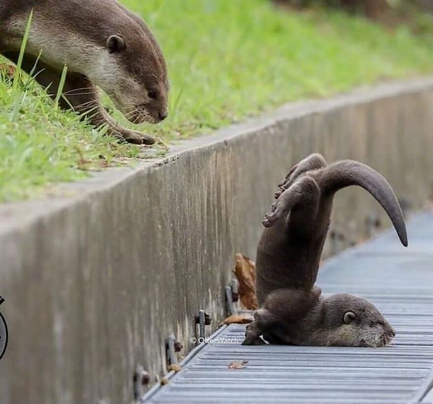Two adorable otters near a canal, one climbing up grass while the other playfully tumbles on a wooden walkway.