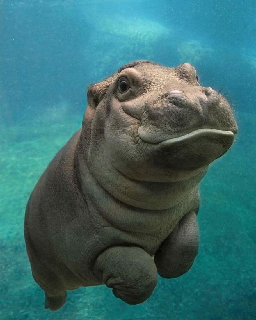 Underwater close-up of an adorable baby hippo swimming with a calm expression, one of the beautiful animals brightening the day.