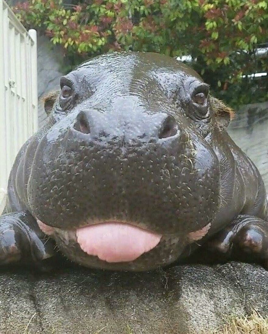 Close-up of an adorable and beautiful animal, a baby hippo with its tongue out brightening up the day outdoors.