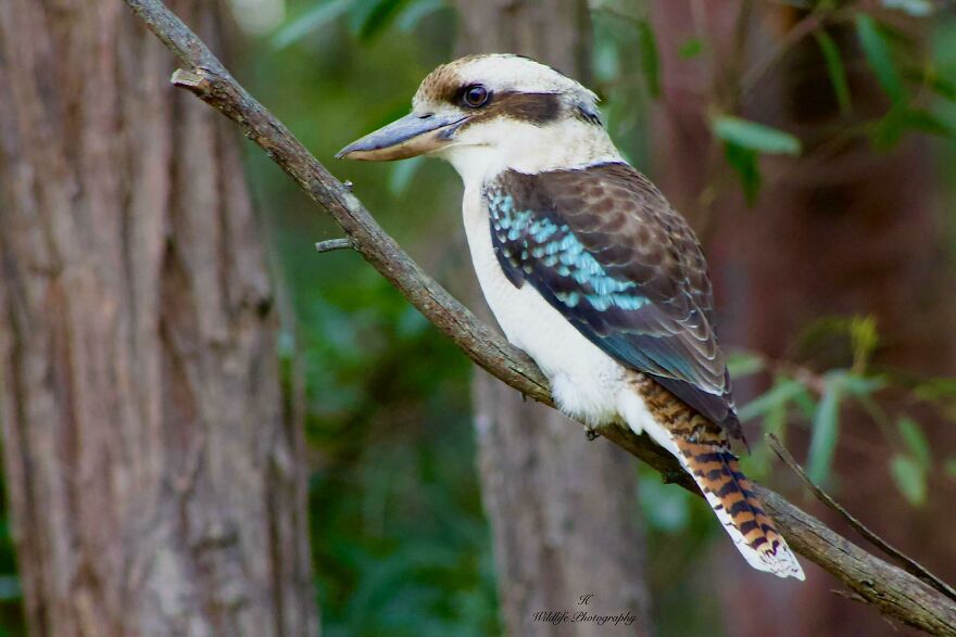 Close-up of a kookaburra perched on a tree branch showcasing animals being total weirdos in nature.