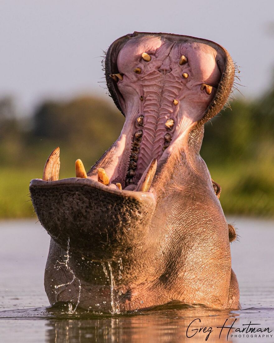 Close-up of a hippopotamus opening its mouth wide showcasing unique animal behavior and weirdos in nature.