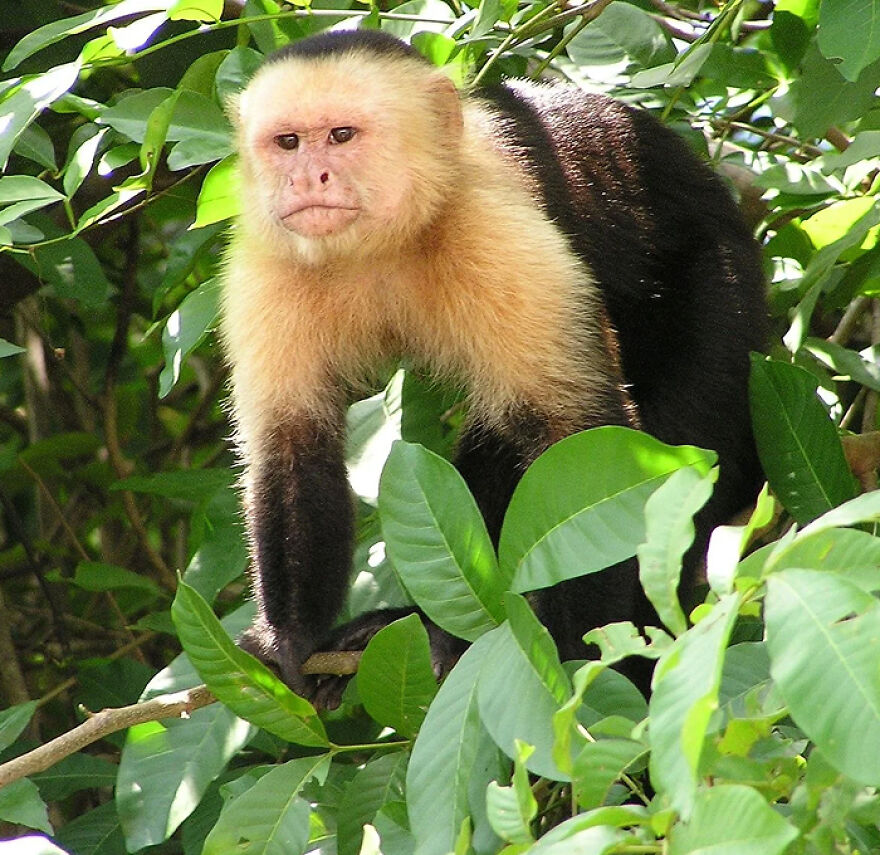 Capuchin monkey perched on a tree branch surrounded by green leaves, illustrating animals being total weirdos.