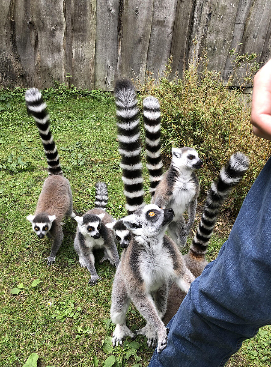 Group of ring-tailed lemurs with striped tails interacting with a person, showcasing animals being total weirdos in nature.