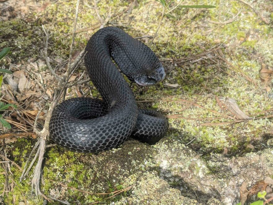 Black snake curled on mossy ground showcasing unusual animal behavior in nature, highlighting fun facts about animals being total weirdos.