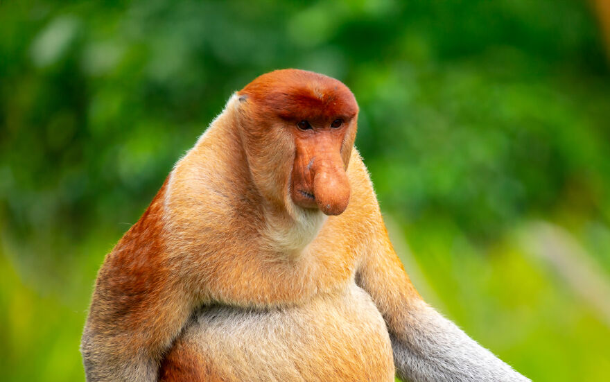 Proboscis monkey with large nose in natural habitat, showcasing unique traits of animals being total weirdos.
