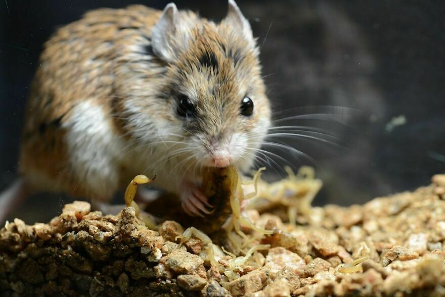 Close-up of a small rodent holding a scorpion, showcasing unusual animal behavior and fun facts about animals being weirdos