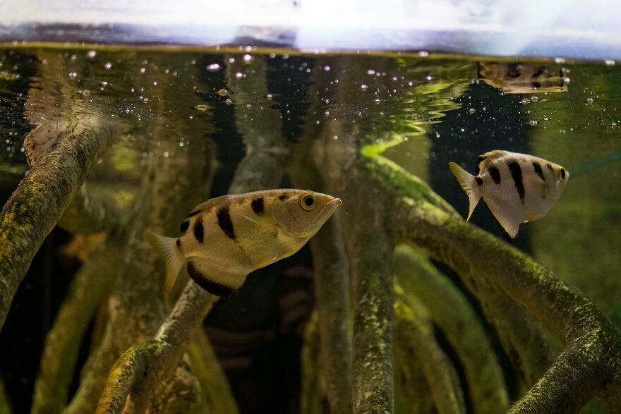 Freshwater fish swimming among mangrove roots, showcasing unusual animal behaviors and odd underwater life forms.