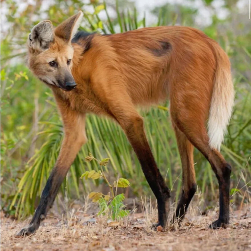 Maned wolf standing in a natural habitat, showcasing one of the fun facts about animals being total weirdos.