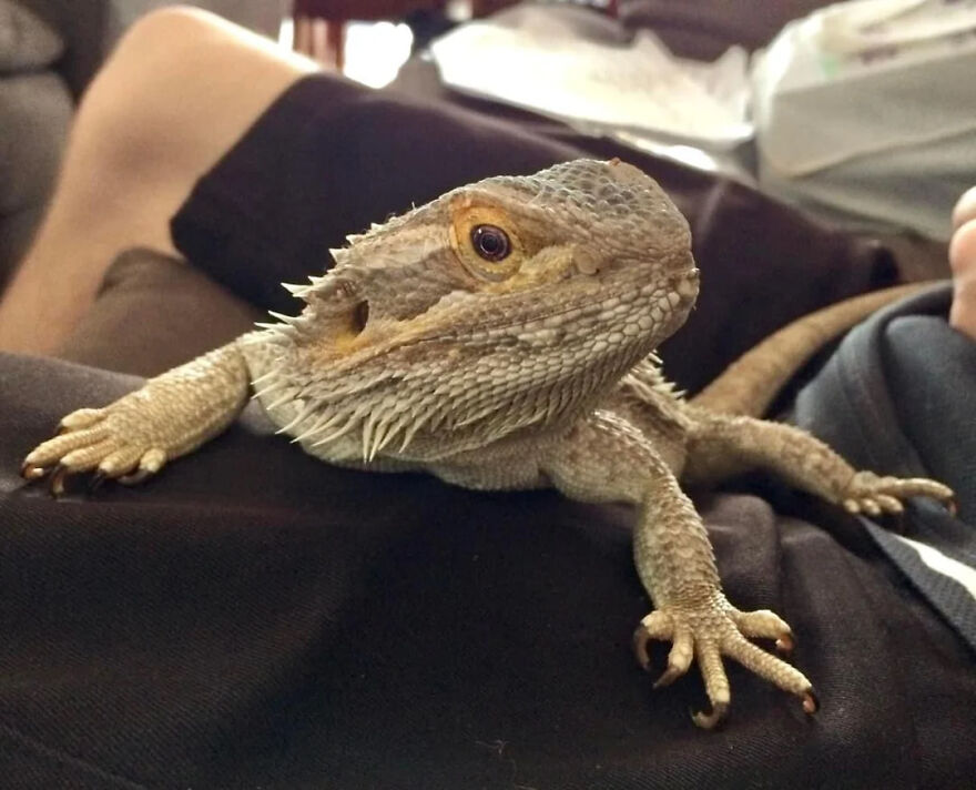 Bearded dragon lizard resting on a person’s lap showing unique features in fun facts about animals being weirdos.