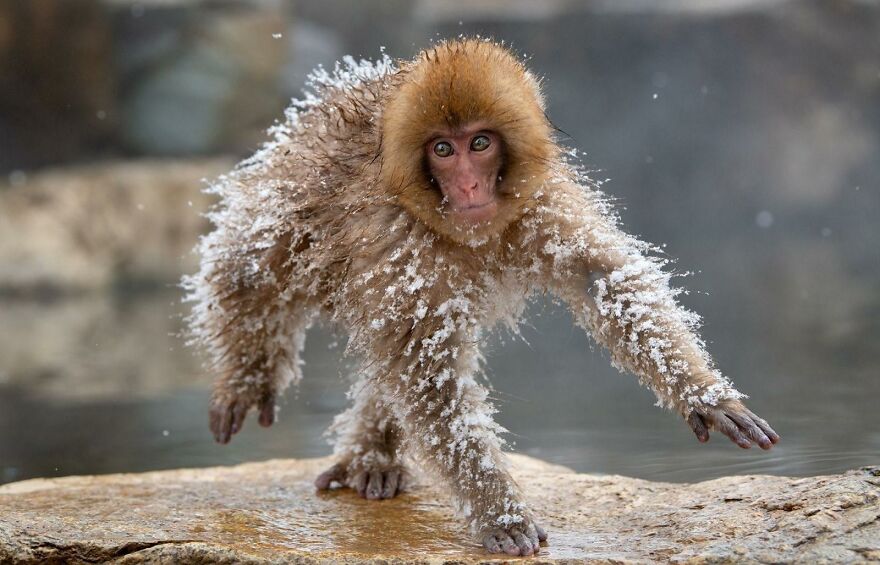 Snow-covered monkey stretching over a rock, showcasing unusual animal behavior and fun facts about animals as weirdos.
