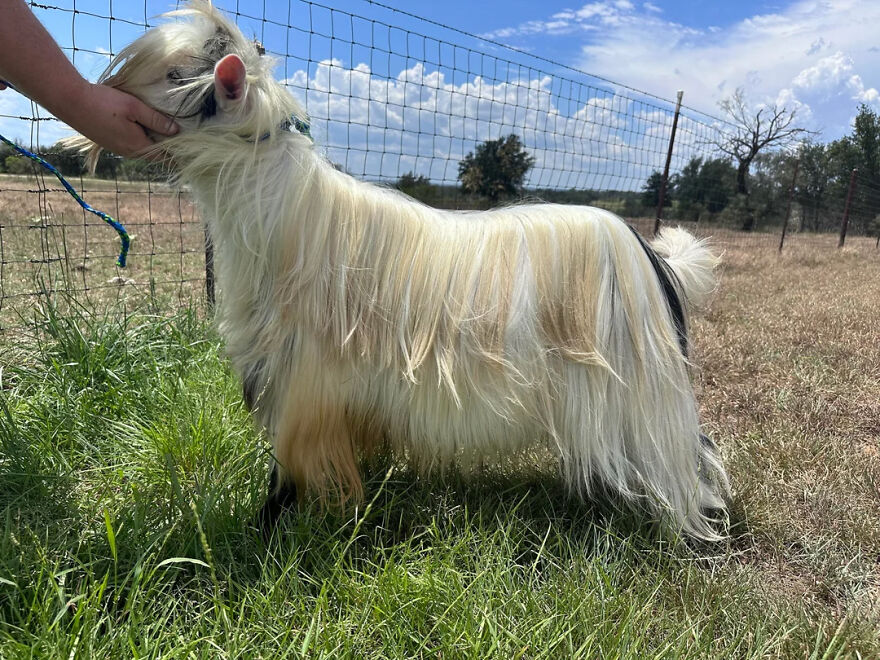 Long-haired goat being petted outdoors near a fence, showcasing animals being total weirdos with unique features.