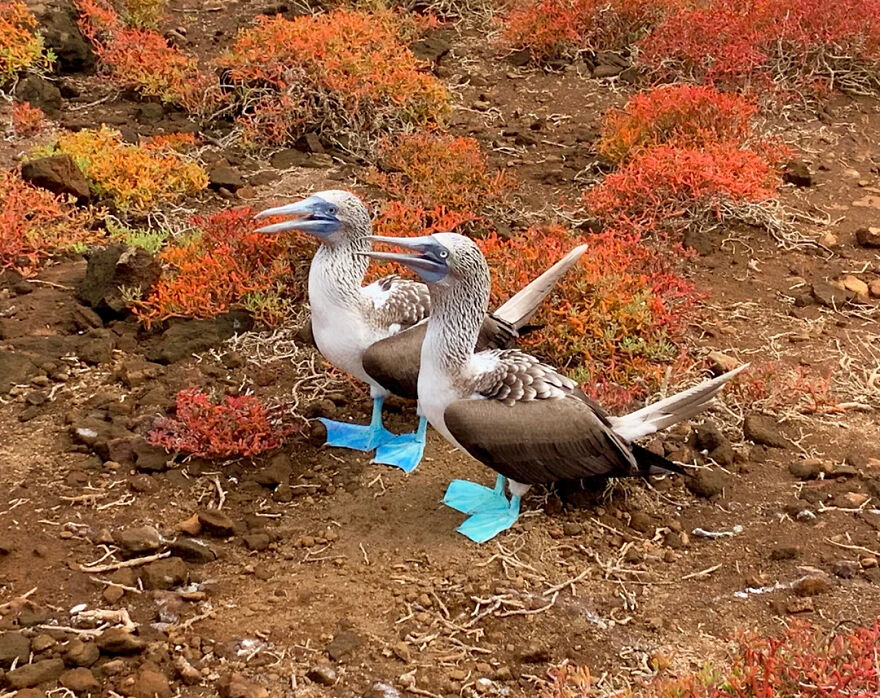 Two blue-footed boobies standing on soil surrounded by colorful plants in animals being total weirdos.