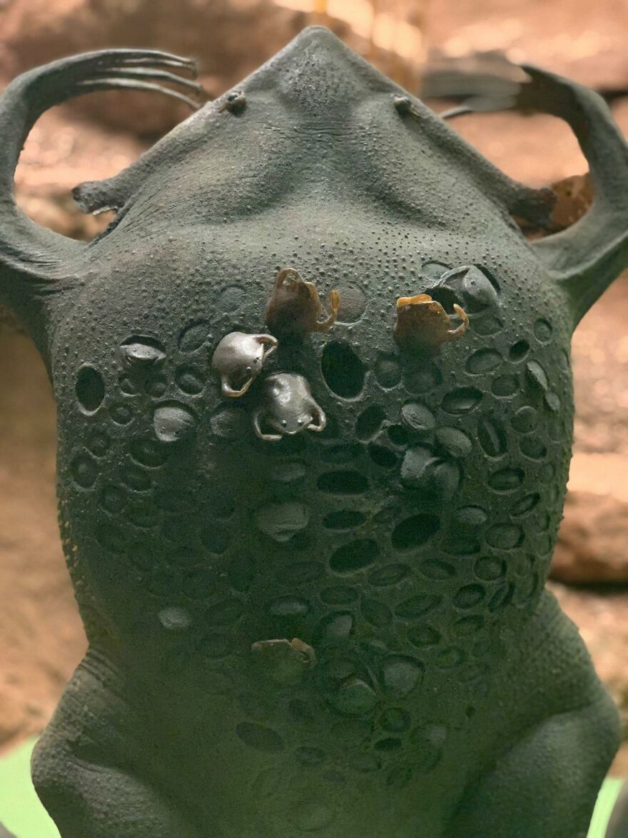 Close-up of an unusual animal showing unique textures and small growths, highlighting animals being total weirdos.