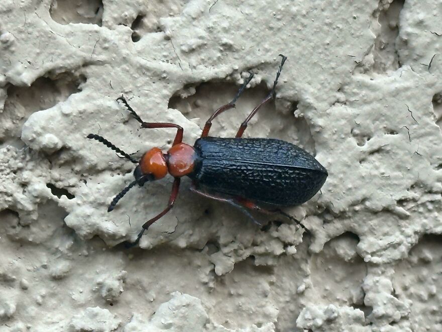 Close-up of a black and orange beetle on a textured surface, illustrating fun facts about animals being total weirdos.