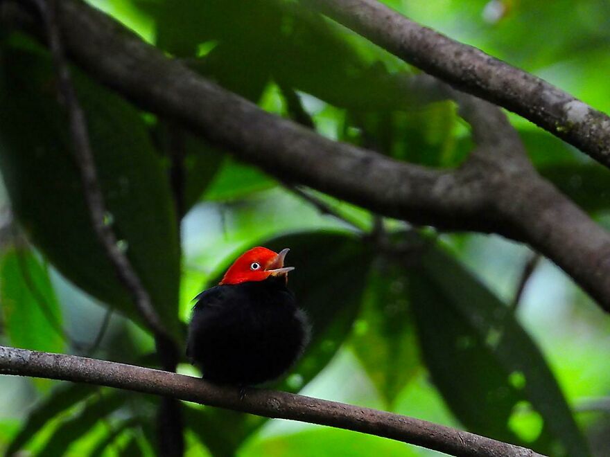 Small black bird with a bright red head perched on a branch in dense green foliage, showcasing animals being total weirdos.