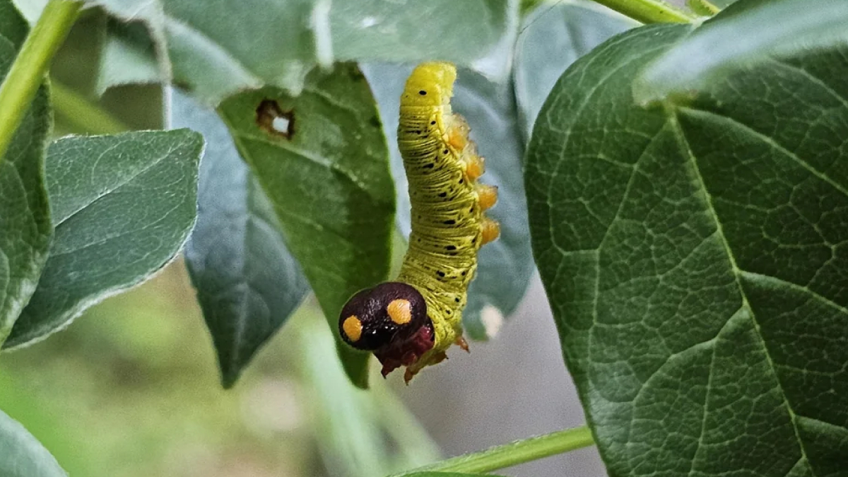 Close-up of a green caterpillar with a black head and yellow spots hanging from a leaf, showcasing animals being total weirdos.