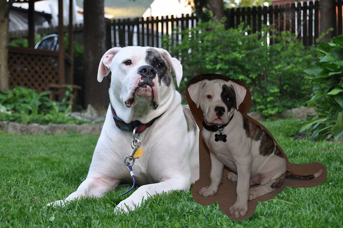Two dogs with similar markings sit together on green grass, showcasing adorable animal photo edits of younger selves.