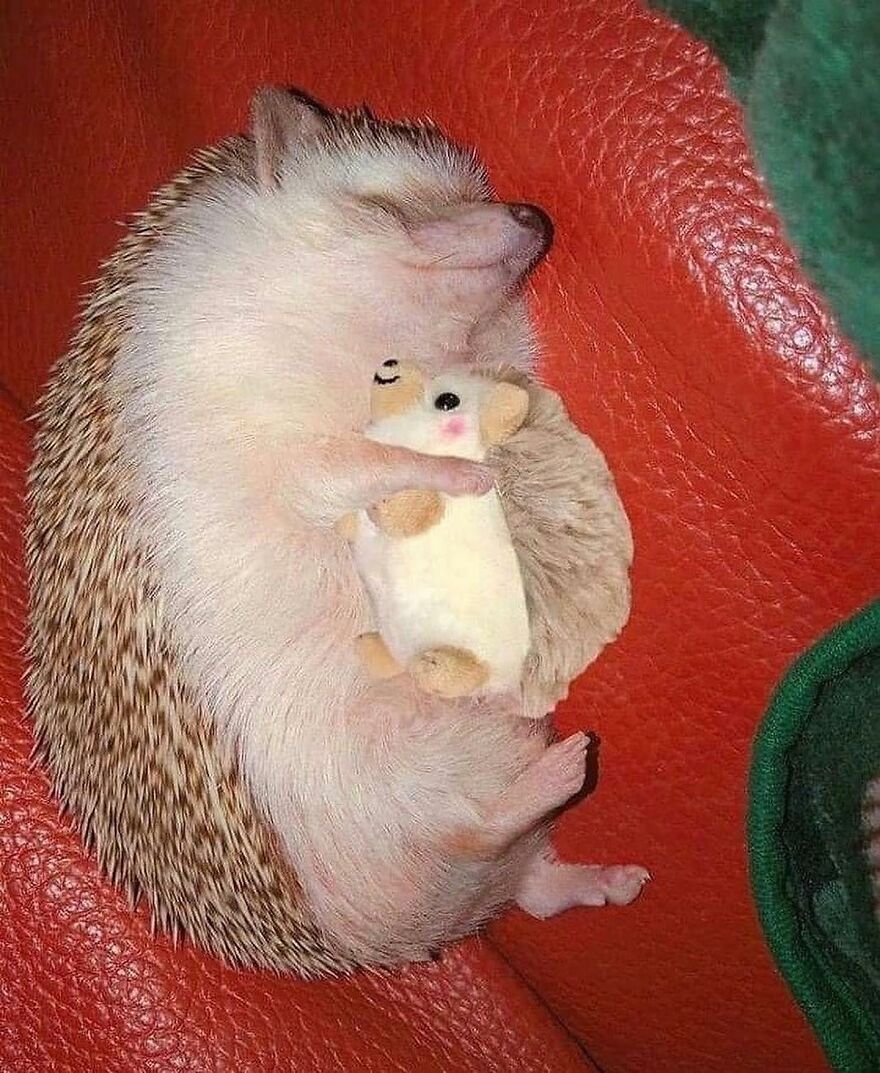Hedgehog sleeping peacefully while hugging a small stuffed animal, showcasing adorable and beautiful animals charm.