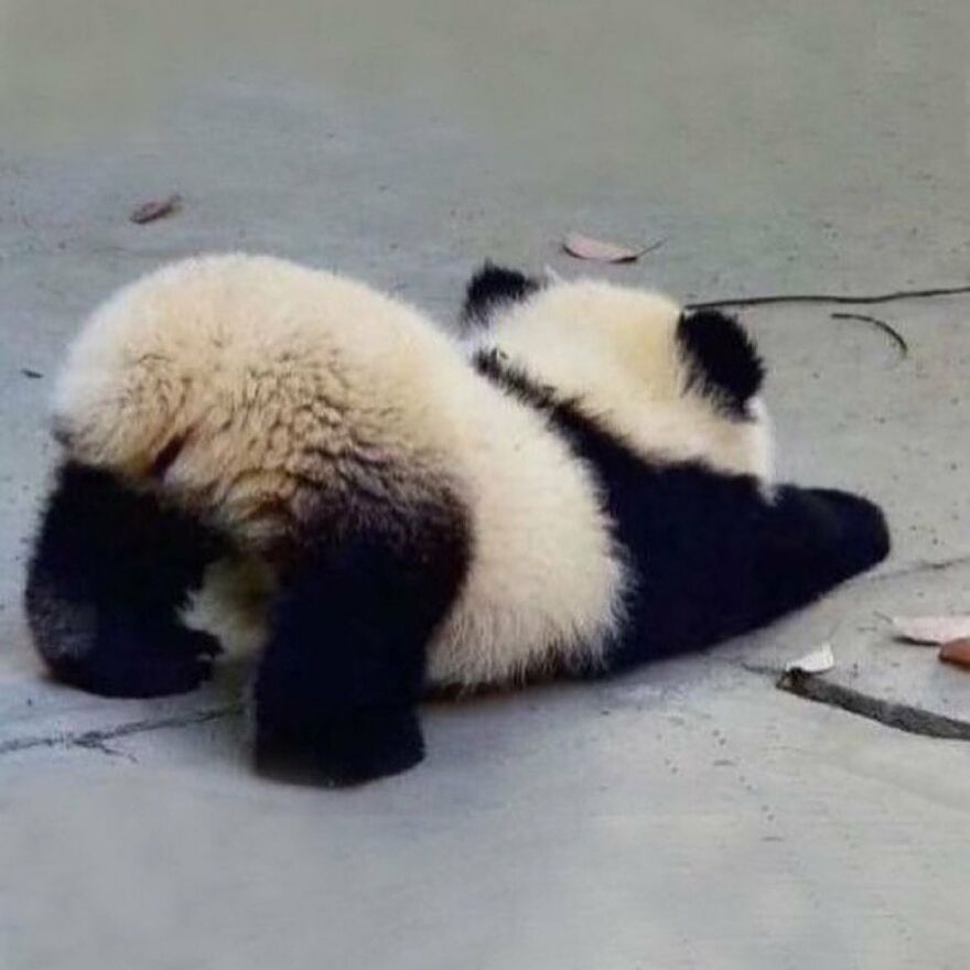 Fluffy panda cub stretching on concrete ground showcasing adorable and beautiful animals that might brighten up your day.