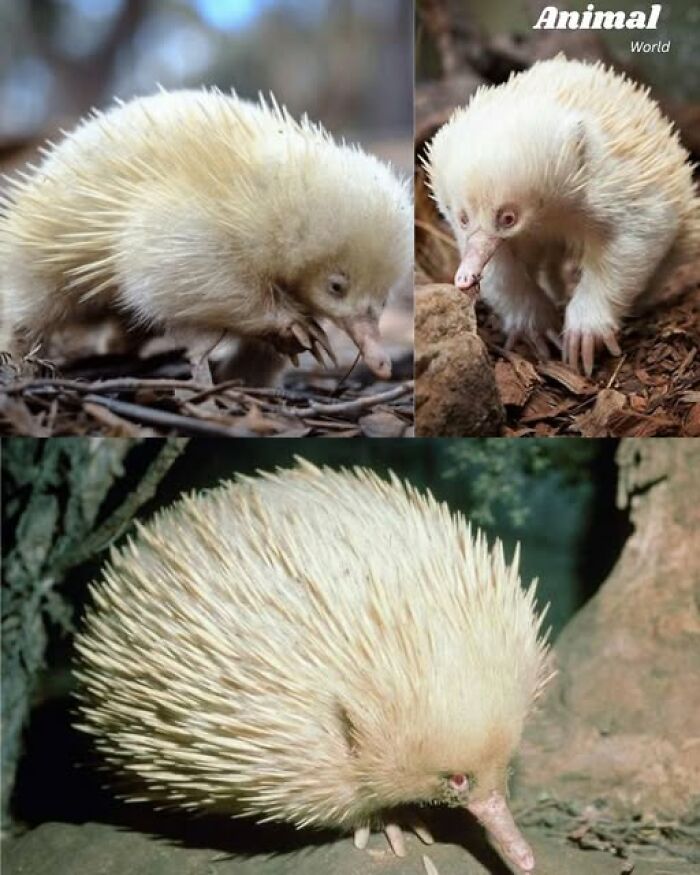 Albino echidnas pictured in natural habitat, showcasing unique and cute creatures that highlight nature’s beautiful surprises.