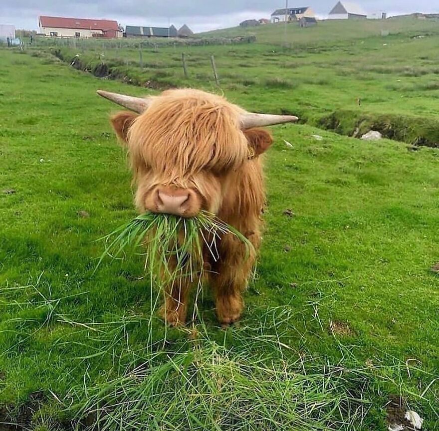 Fluffy Highland cow eating grass in a green field, showcasing one of the adorable and beautiful animals.
