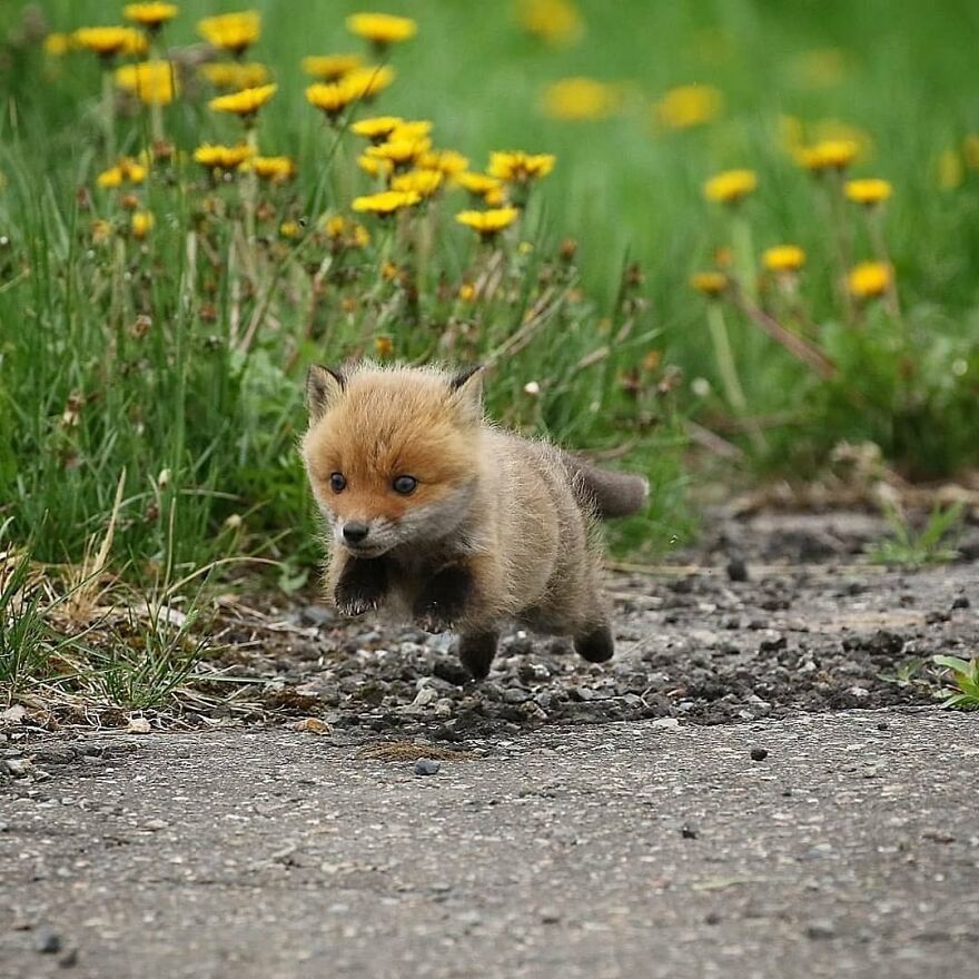 Baby fox mid-jump on a path with green grass and yellow flowers, showcasing adorable and beautiful animals.