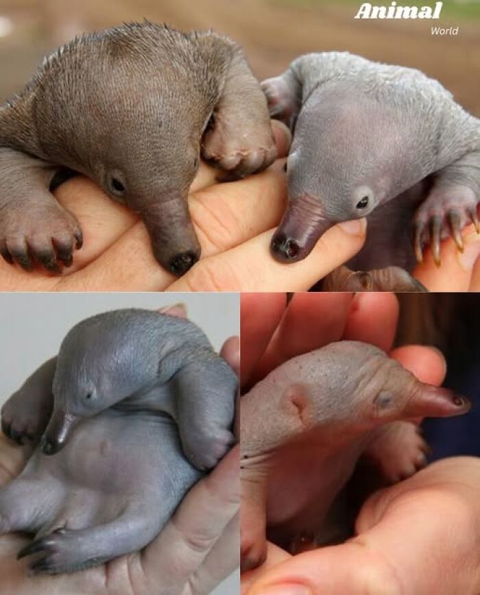 Unique and cute baby anteaters held gently in hands showcasing adorable creatures from nature’s beautiful surprises