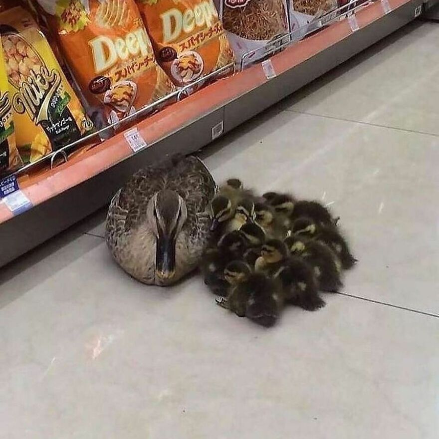 Duck with a group of adorable ducklings huddled together on a store floor, showcasing beautiful animals that brighten your day.