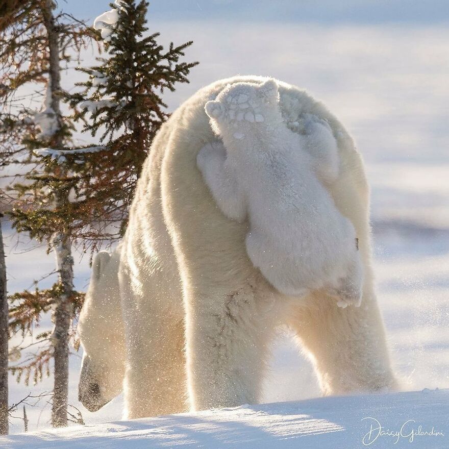 Polar bear carrying her adorable cub on her back in a snowy landscape, showcasing beautiful animals in nature.