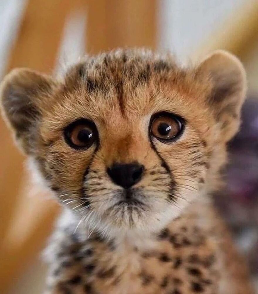 Close-up of an adorable baby cheetah with large eyes and spotted fur, one of the beautiful animals to brighten your day.
