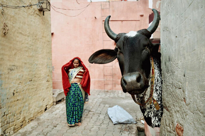 Candid everyday moment in Asia showing a woman in traditional dress and a black and white cow in a narrow alley.
